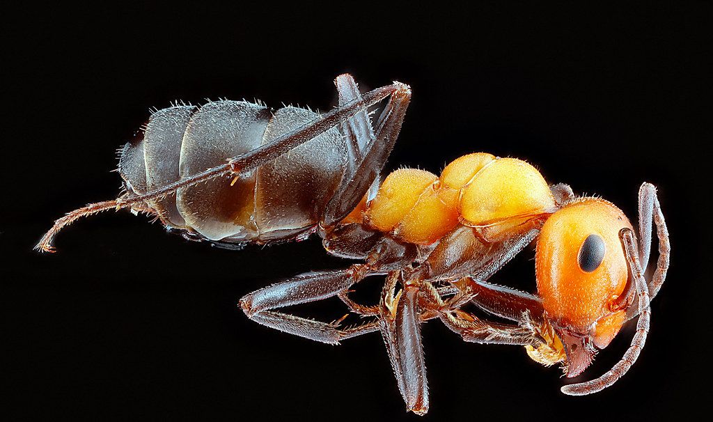Ant Control service in Thornton, CO