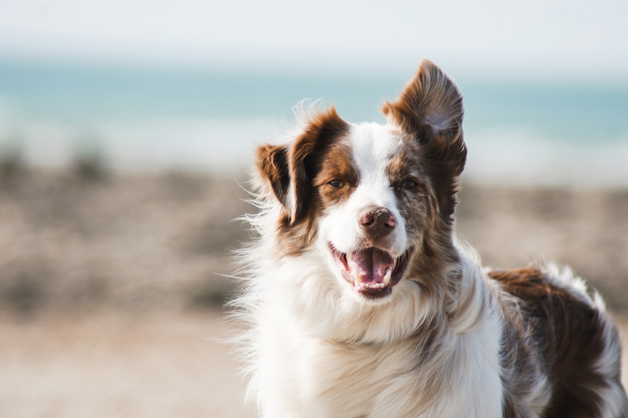 Flea & Tick Control service in Thornton, CO