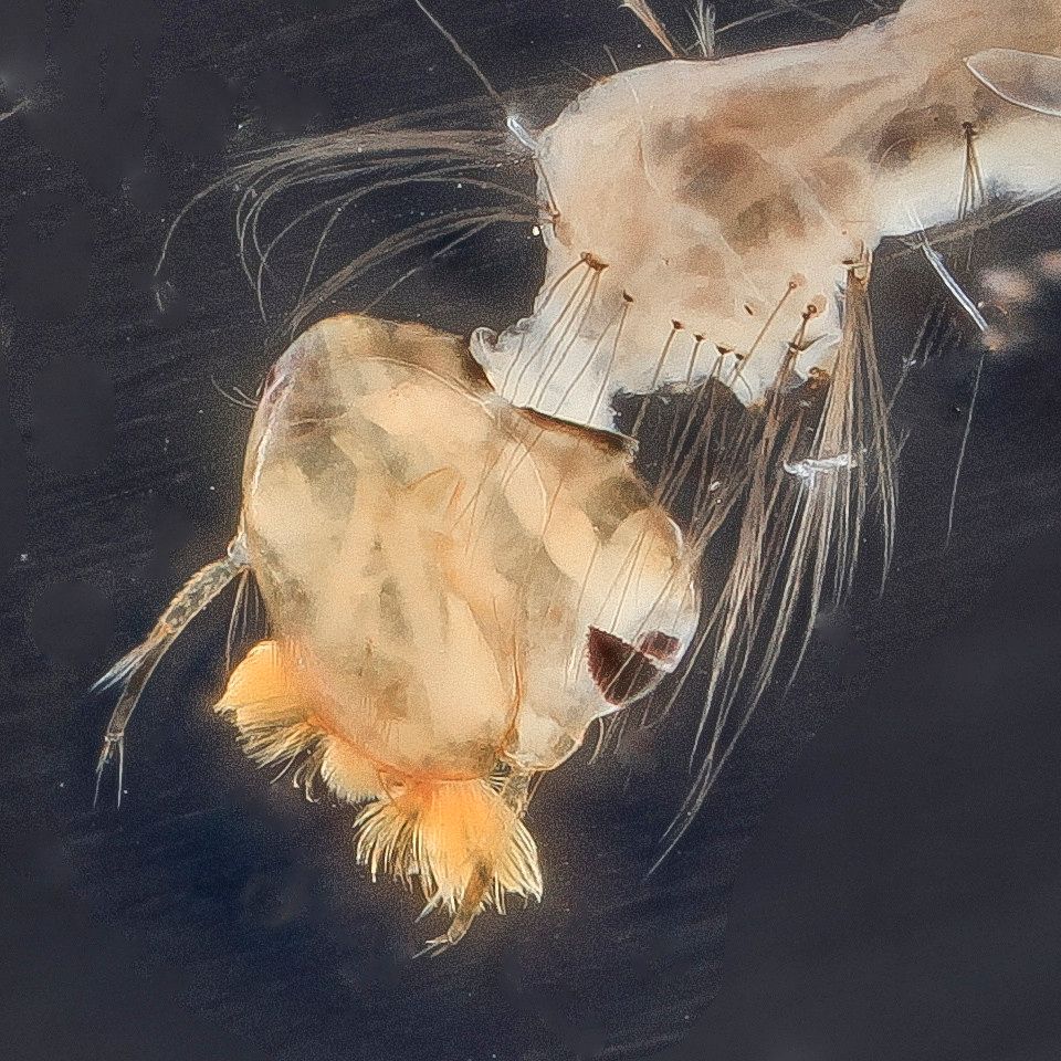 Mosquito Control service in Thornton, CO