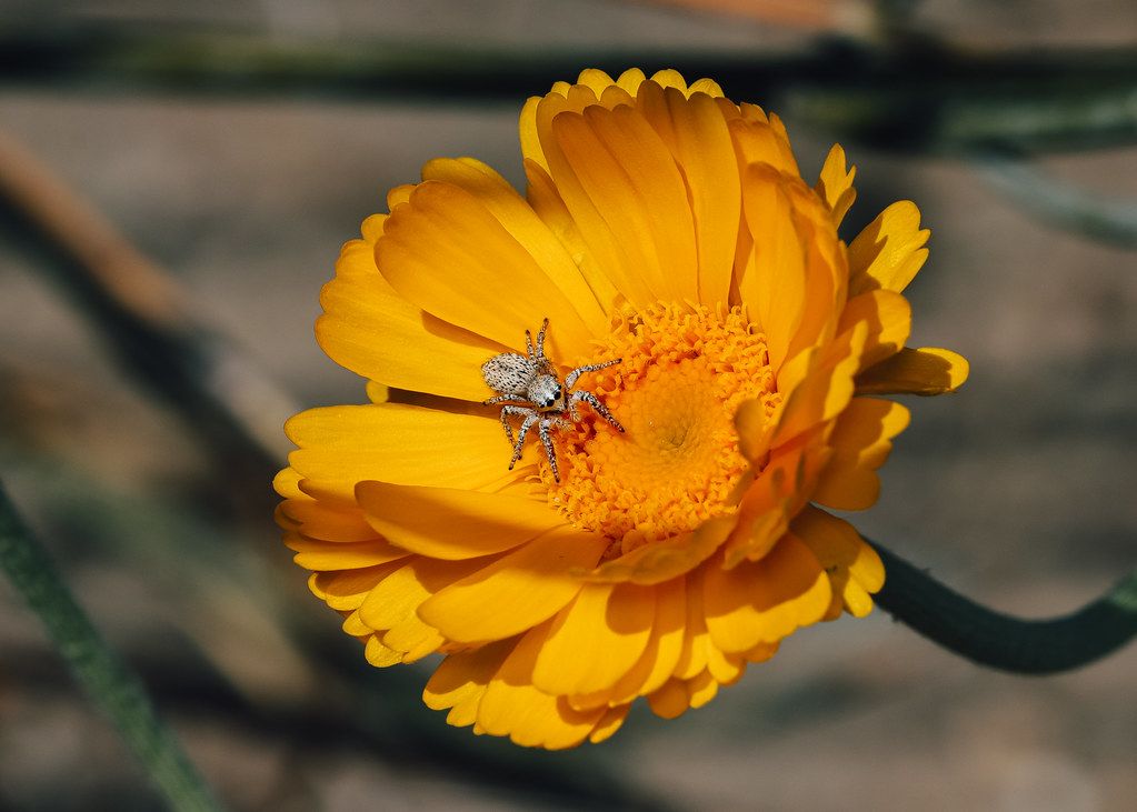 Spider Control service in Thornton, CO